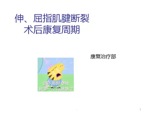 伸、屈指肌腱断裂术后康复PPT课件