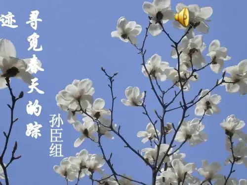 语文综合性学习  寻觅春天的足迹