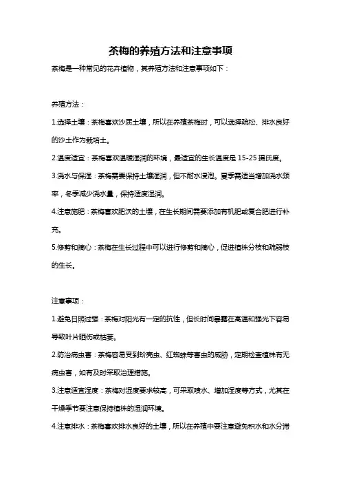 茶梅的养殖方法和注意事项