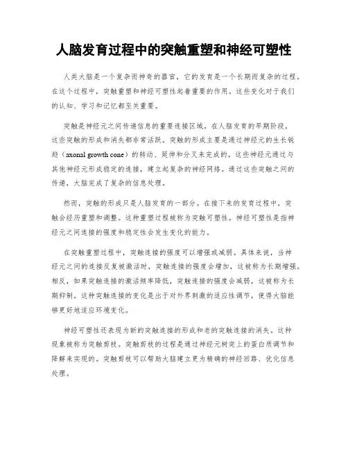 人脑发育过程中的突触重塑和神经可塑性