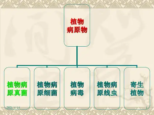 植物病原细菌PPT