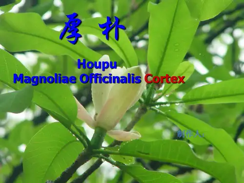 厚朴