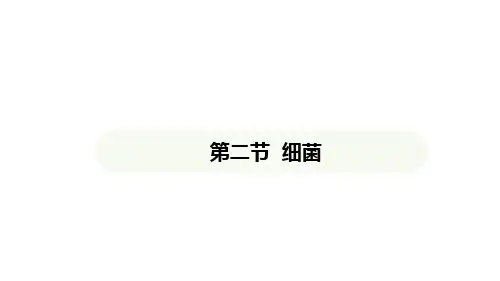 2.3.2细菌课件-+2024-2025学年人教版生物七年级上册
