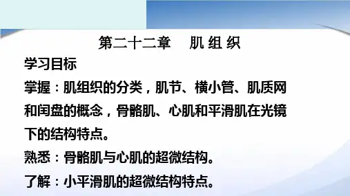 肌组织