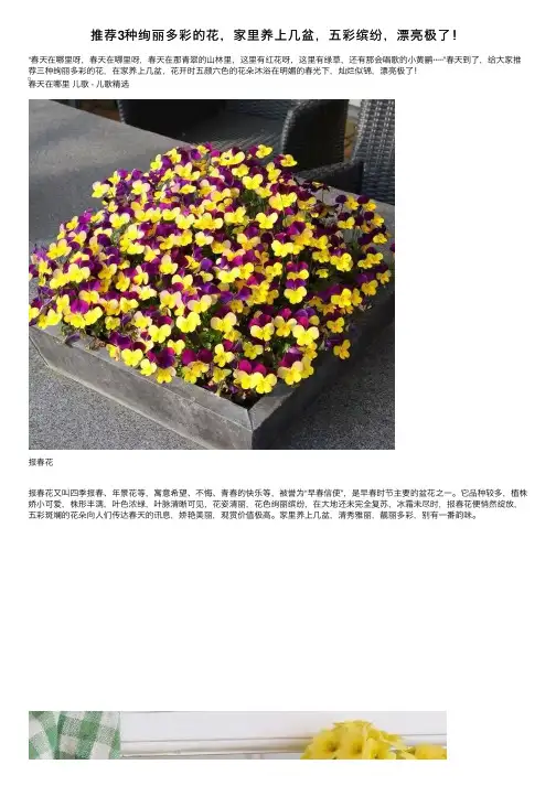 推荐3种绚丽多彩的花，家里养上几盆，五彩缤纷，漂亮极了！