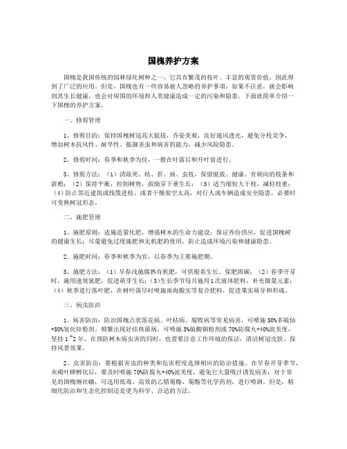 国槐养护方案