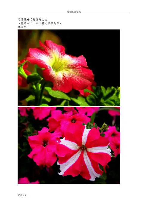 常见花卉名称图片大全