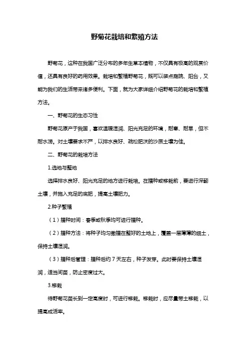 野菊花栽培和繁殖方法