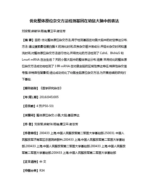 优化整体原位杂交方法检测基因在幼鼠大脑中的表达