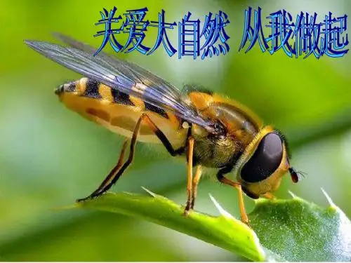 关爱大自然从我做起(2)