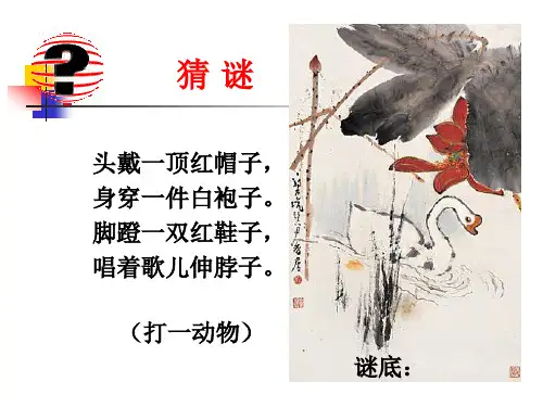 13白鹅(完美版)精品PPT课件