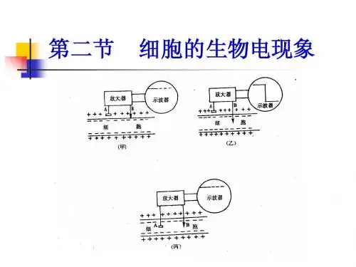 细胞的生物电现象