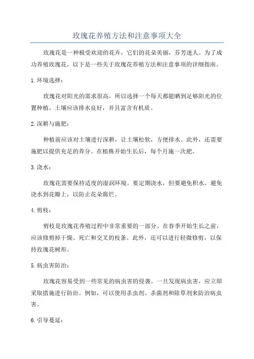 玫瑰花养殖方法和注意事项大全