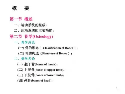 骨学各论四肢骨PPT课件