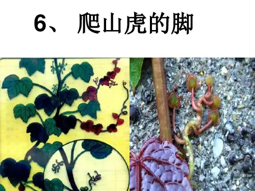 6《爬山虎的脚》PPT课件