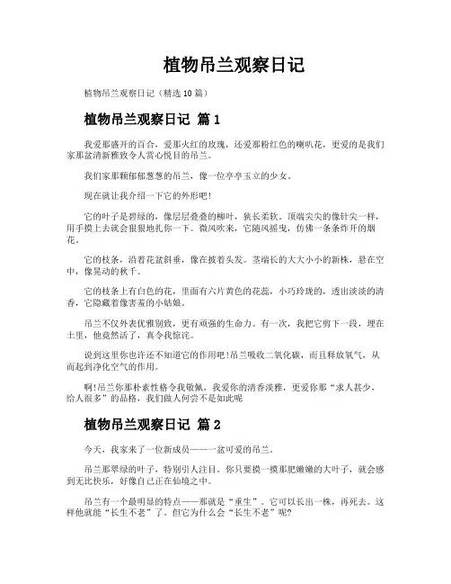 植物吊兰观察日记
