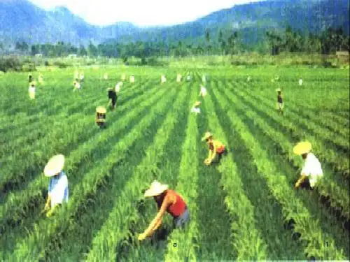 我国是泱泱农业大国但耕地面积仅仅占世界的却要养