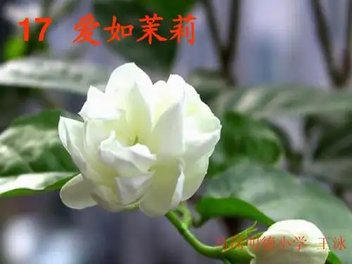 爱如茉莉PPT(苏教版五年级下册)PPT课件