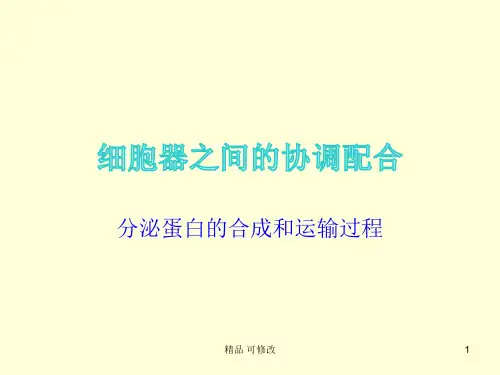 分泌蛋白的合成和运输过程精品课件