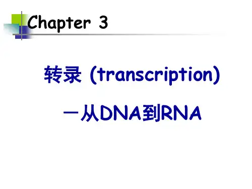转录 (transcription)