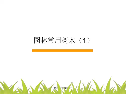 北方常见乔灌木