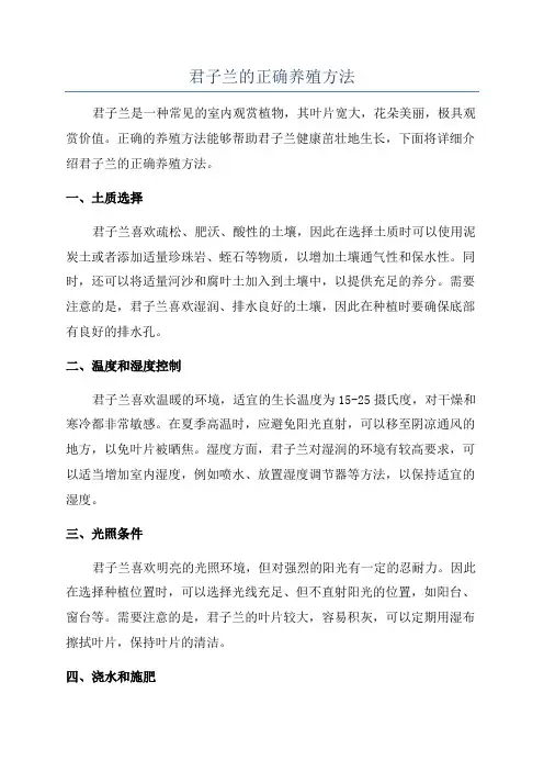 君子兰的正确养殖方法