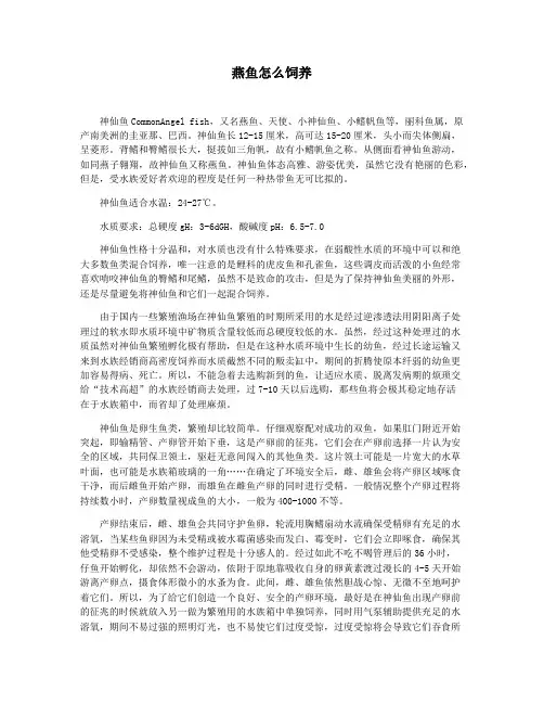 燕鱼怎么饲养