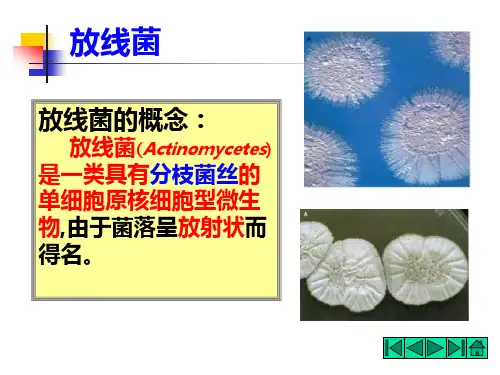 放线菌PPT课件