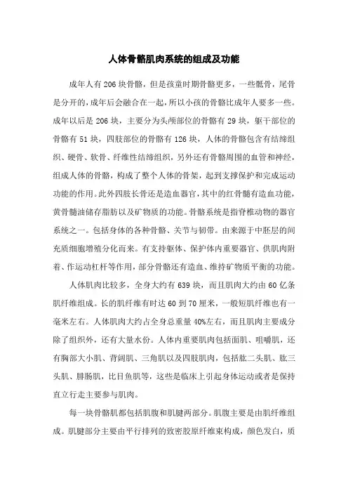 人体骨骼肌肉系统的组成及功能