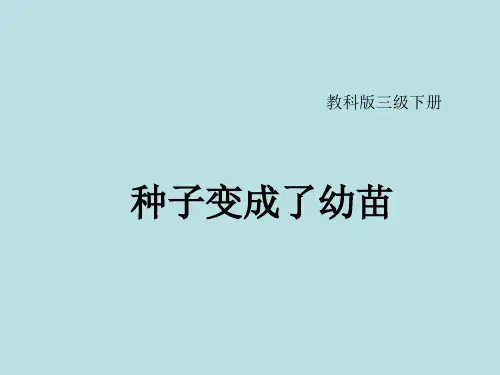 三年级下册科学课件-1.4 种子变成了幼苗｜教科版 (共17张PPT)
