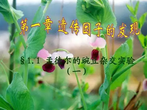高中生物：《孟德尔的豌豆杂交实验》课件