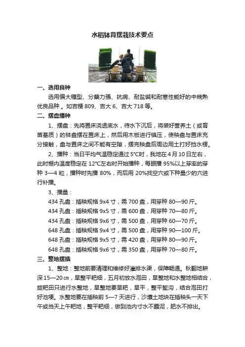 水稻钵育摆栽技术要点