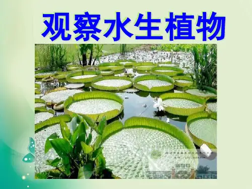 教科版三年级上册科学第一单元观察水生植物