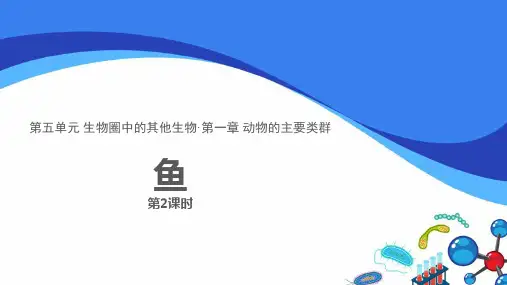 新人教版八年级生物上册《鱼》优质教学课件