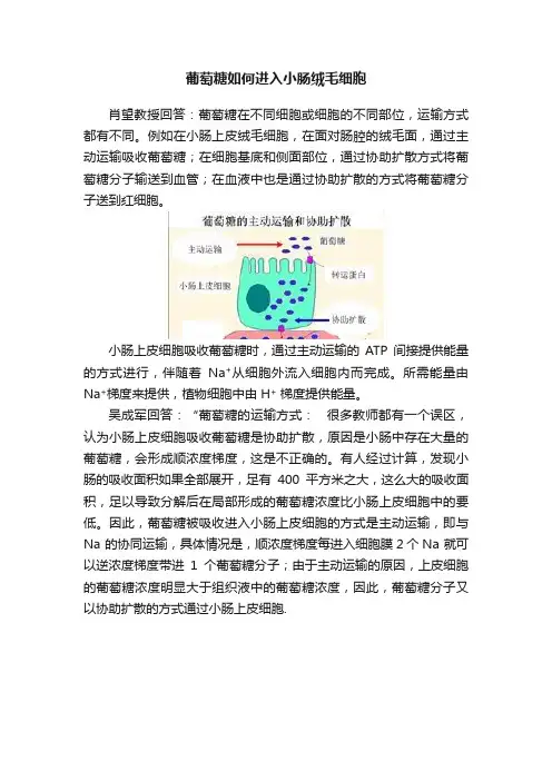 葡萄糖如何进入小肠绒毛细胞