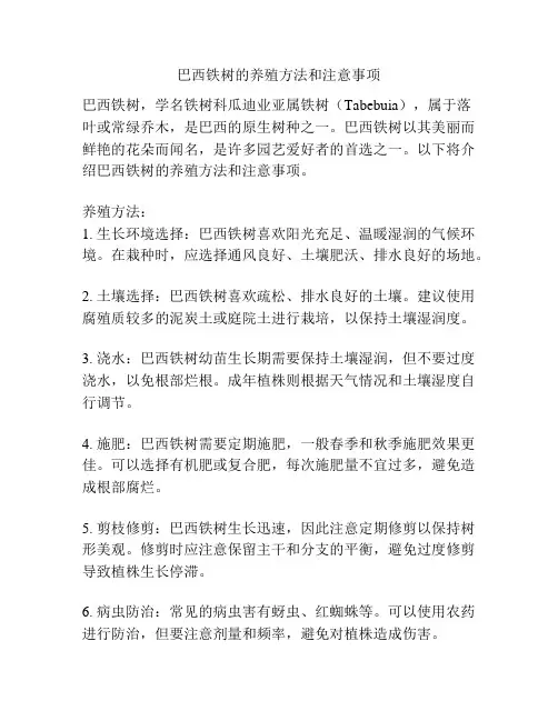巴西铁树的养殖方法和注意事项