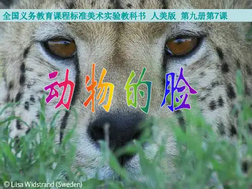 动物的脸课件人美版五年级美术上册课件