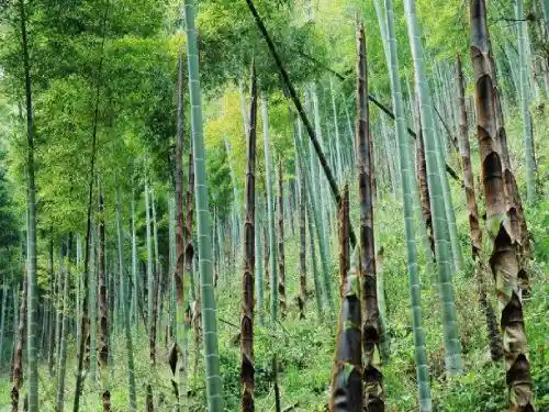 长春版语文二年级下册《雨后春笋》课件