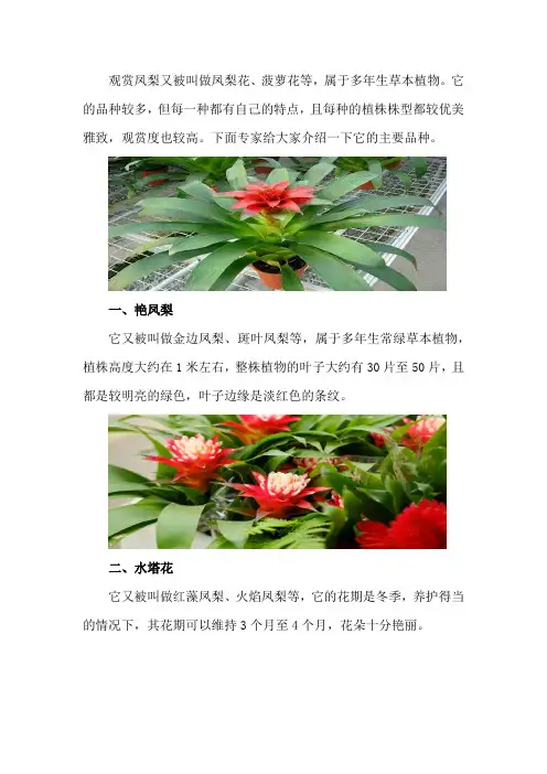 观赏凤梨的主要品种