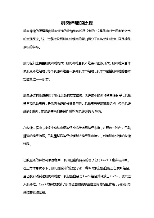 肌肉伸缩的原理