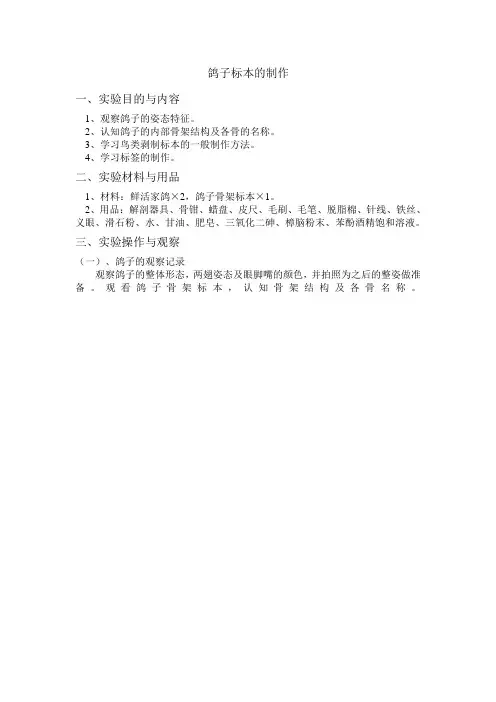鸽子标本的制作