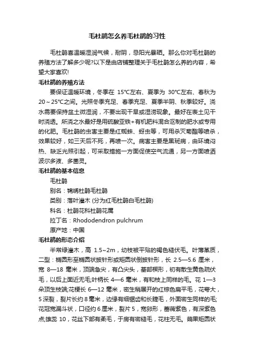 毛杜鹃怎么养毛杜鹃的习性