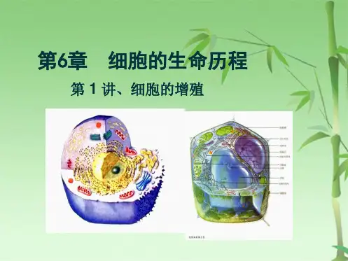 高中生物一轮复习第六章细胞的增殖(共35张PPT)