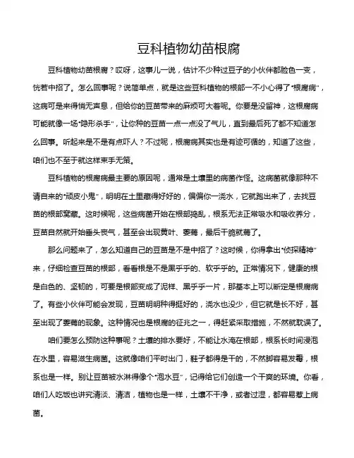 豆科植物幼苗根腐