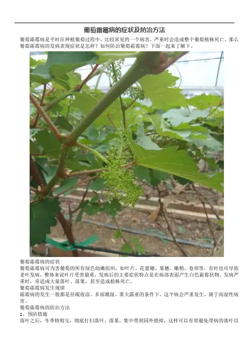 葡萄霜霉病的症状及防治方法
