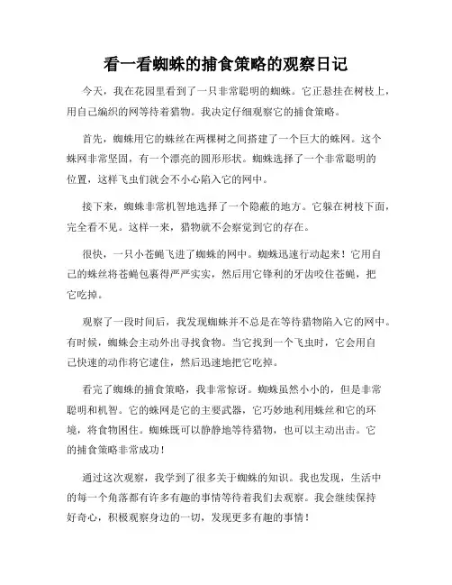 小学三年级作文看一看蜘蛛的捕食策略的观察日记