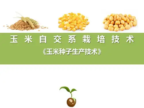 玉米自交系繁育技术