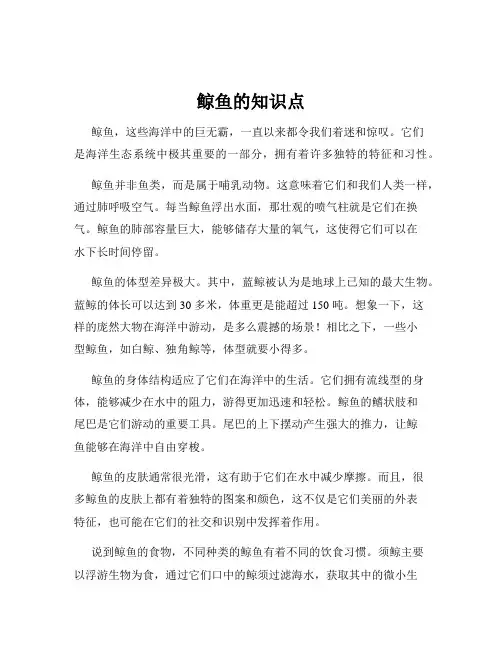 鲸鱼的知识点