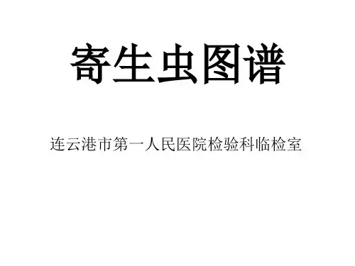 寄生虫图片