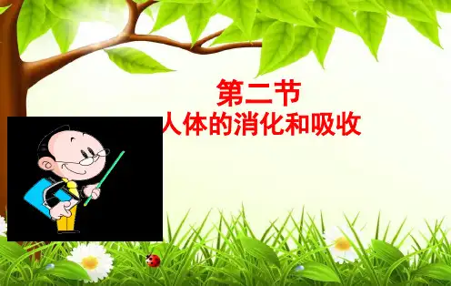 4.9.2人体的消化和吸收课件2021-2022学年苏教版七年级生物下册